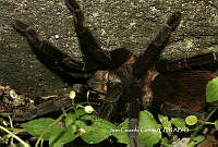 JCC0099 Brachypelma kahlenbergi.JPG
