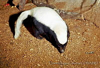 ELC0077 Conepatus leuconotus.jpg