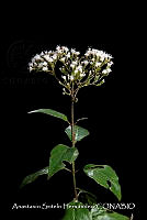 JDA D 00567 Ageratina ligustrina.jpg