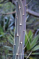 RG019 0310 Agave horrida.jpg