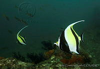 CCK0099 Zanclus cornutus.jpg