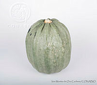 IMDOC2952 Cucurbita pepo.jpg