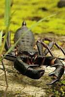 CHH01 Mastigoproctus giganteus.jpg