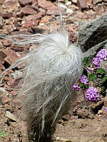 RAO01 Cephalocereus senilis.jpg