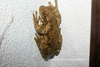 JCC0307 Trachycephalus typhonius.JPG