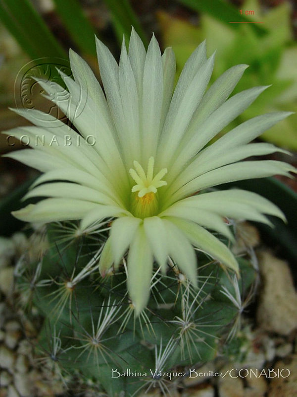 BVB0017%20Coryphantha%20nickelsiae.JPG.nye 9ez0MYlXMXthQA3g0JtbmFja29CbnFuZ3NAbXJ6LGtwZwA.Gd6W0cV5ua