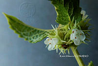 ME010 KV 02549 Asterohyptis stellulata (Benth.) Epling, 1932.JPG