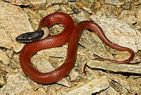 ECA0196 Coniophanes melanocephalus.jpg