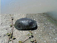 RCF0026 Kinosternon integrum.jpg