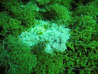 RYP0256 Corallina vancouveriensis y Zonaria farlowii.jpg