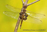 PJ016 0649 Tramea onusta.JPG