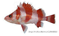 SRM0168 Sebastes rubrivinctus.jpg