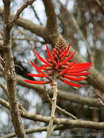CGL0906 Erythrina americana.jpg