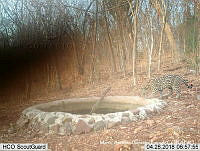 MAGB 0101 Leopardus pardalis.JPG