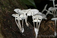 JHC0080 Fungi.jpg