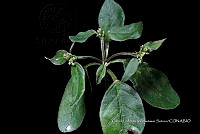 Huitz 0463 Euphorbia xalapensis Kunth.jpg
