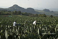 3R 00770 Opuntia.tif