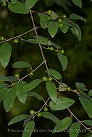 FJRS0203 Rhamnus humboldtiana.jpg