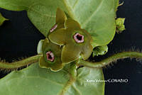 ME010 KV 01655 Macroscepis Kunth, 1819_.JPG