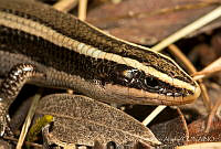 ECA0273 Plestiodon brevirostris ssp. bilineatus.jpg