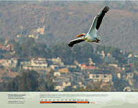 Pelícano Blanco Americano.jpg