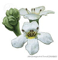 ADDLT0027 Avicennia germinans.JPG