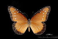 HBB0207 Danaus gilippus ssp. thersippus.jpg