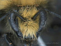 JAMR024 Bombus vosnesenskii.jpg