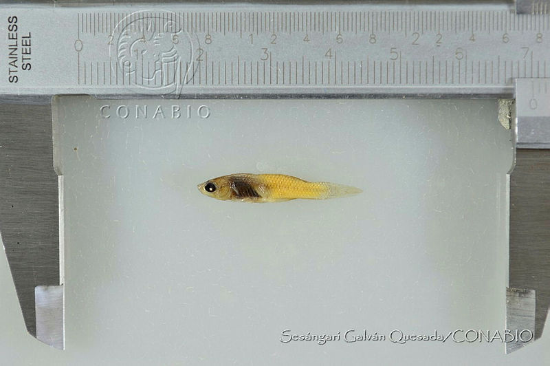 SGQ2679%20Poeciliopsis%20lucida.jpg.rSfph7b1MeH58wljQA3g0JtbmFja29CbnFuZ3NAbXJ6LGtwZwA.Vmj6Zl0bwV