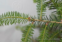 IMDOC 4808 Abies religiosa.jpg