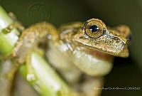 MASM08077 Plectrohyla matudai.jpg