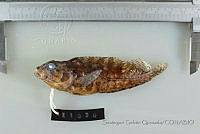 SGQ1065 Labrisomus multiporosus.jpg