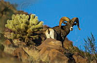 MAGG03 Ovis canadensis.jpg