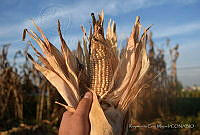 RCM01 Zea mays.jpg