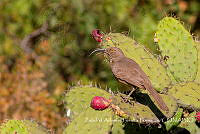 ZAPF0009 Toxostoma curvirostre.jpg