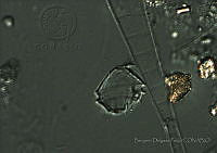 BDP0155 Bysmatrum sp..jpg