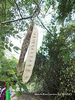 MRG 0442 Albizia occidentalis var. occidentalis.JPG