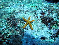 VDLCF0527 Copidaster lymani.jpg