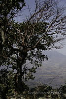 LRP0002 Bursera sp..jpg
