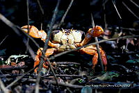 JRRO0550 Johngarthia planata.jpg