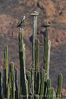 MASM05617 Pelecanus occidentalis.jpg