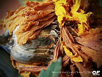 MRGF001 Tagetes erecta.jpg