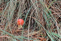 IMDOC Hong 0090 Amanita sp..jpg