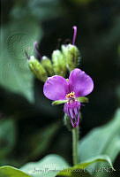 672 Tinantia erecta.jpg
