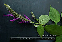 ME010 KV 02536 Salvia purpurea Cav., 1793.JPG
