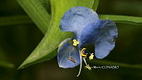 SM0323 Commelina diffusa.jpg