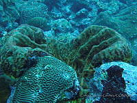 CGG0496 Geodia neptuni.JPG