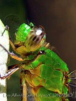 LASL0022 Erythemis vesiculosa.jpg