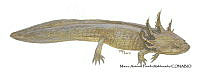 MAPM1313 Ambystoma lermaense neoténico_larva.jpg