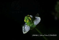 JF078 0641 Sagittaria lancifolia.jpg